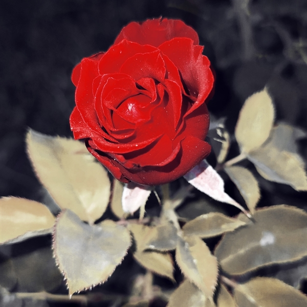 Elif Selvi