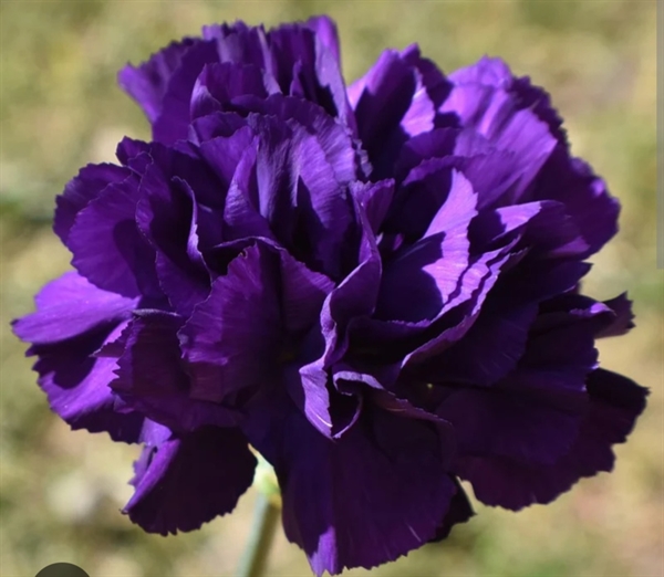 Müzeyyen Önder