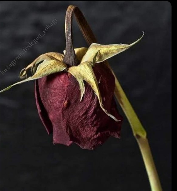 Gönül Bildirici