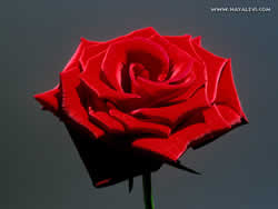 Yaren Yaman