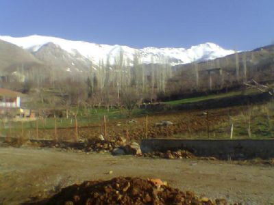 Ali Gul