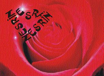 Nesrin Ay