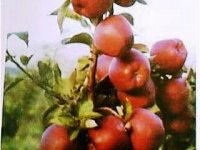 Özcan Gelendostlu