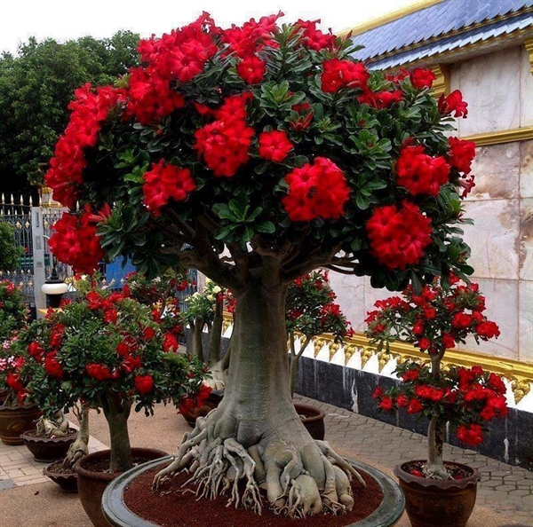 Desert Rose