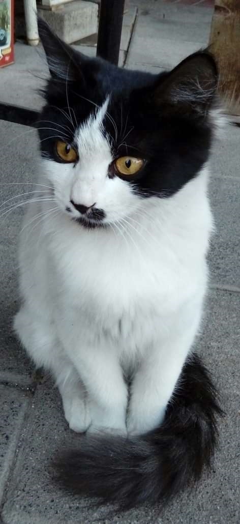 Oğuz Ateş