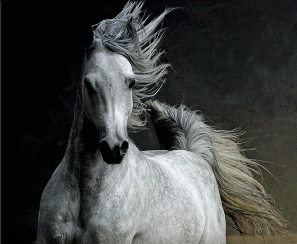 Evren Talay